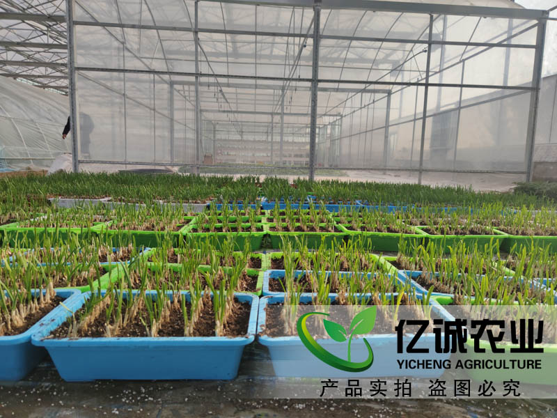 溫室大棚具備很好的工廠(chǎng)流水線(xiàn)化作業(yè) 大棚溫室報(bào)價(jià)部分參考