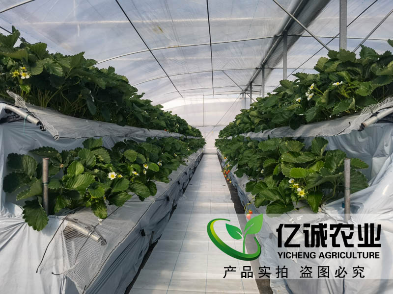 萬(wàn)物的生長(zhǎng)需要陽(yáng)光和溫度的支持 一畝溫室大棚的成本是多少？